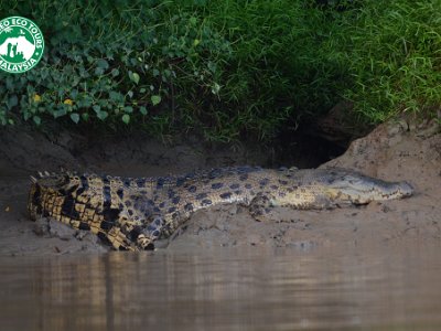 Salt water crocodile (1)